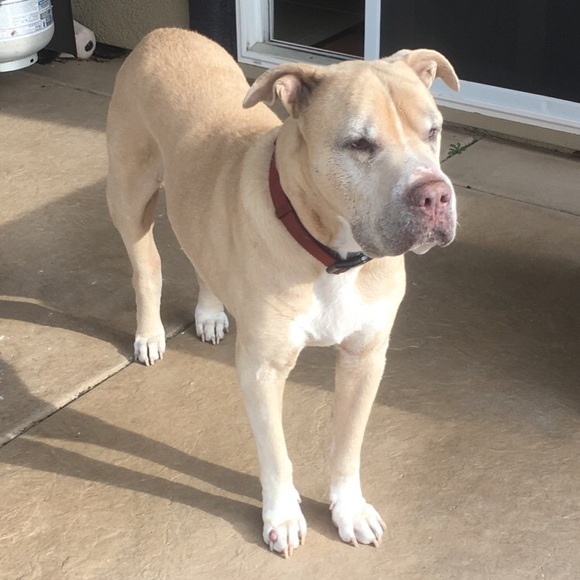 Meet your Posh Ambassador, Jinnee! - Picture 4 of 6